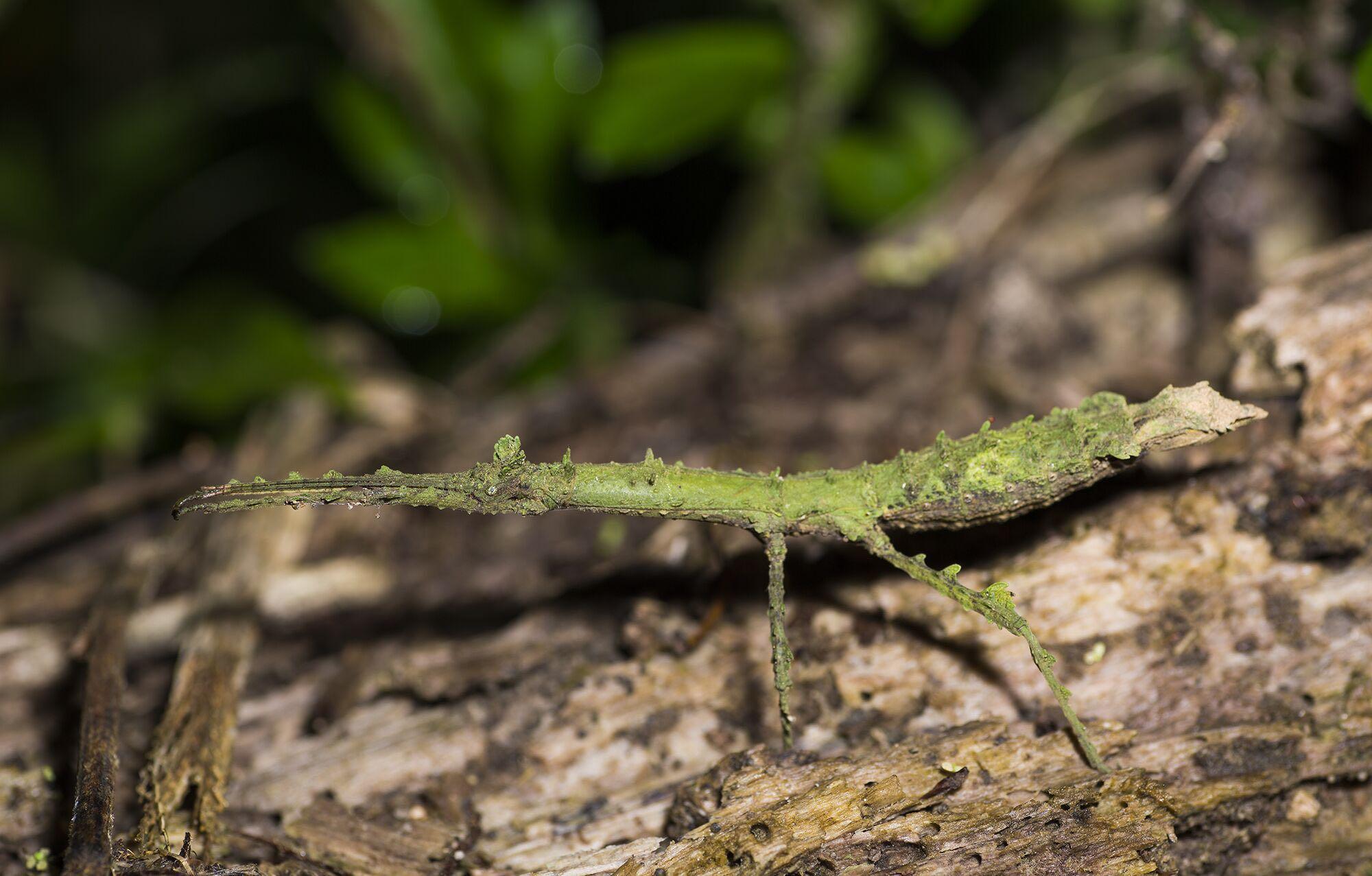 有哪些拟态很厉害的生物? - 知乎