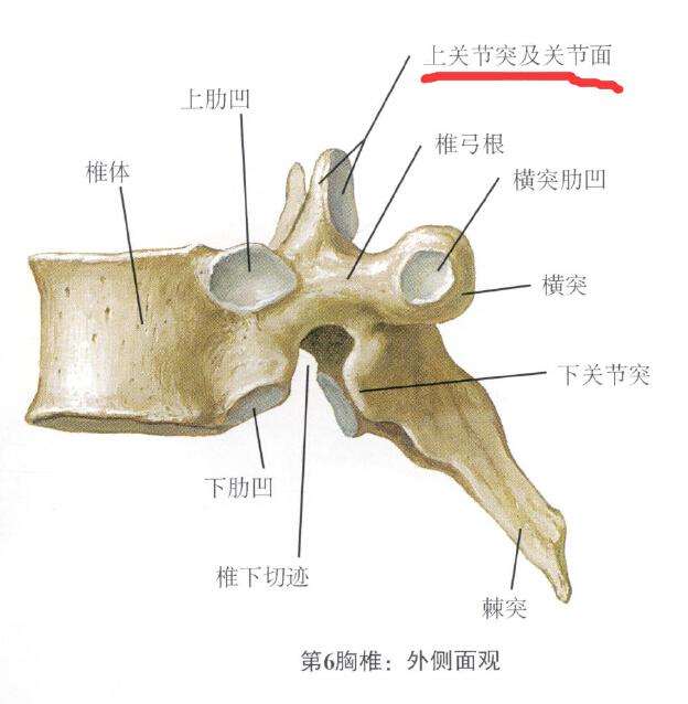 脊椎中關節突的關節面呈冠狀位或者矢狀位是什麼意思