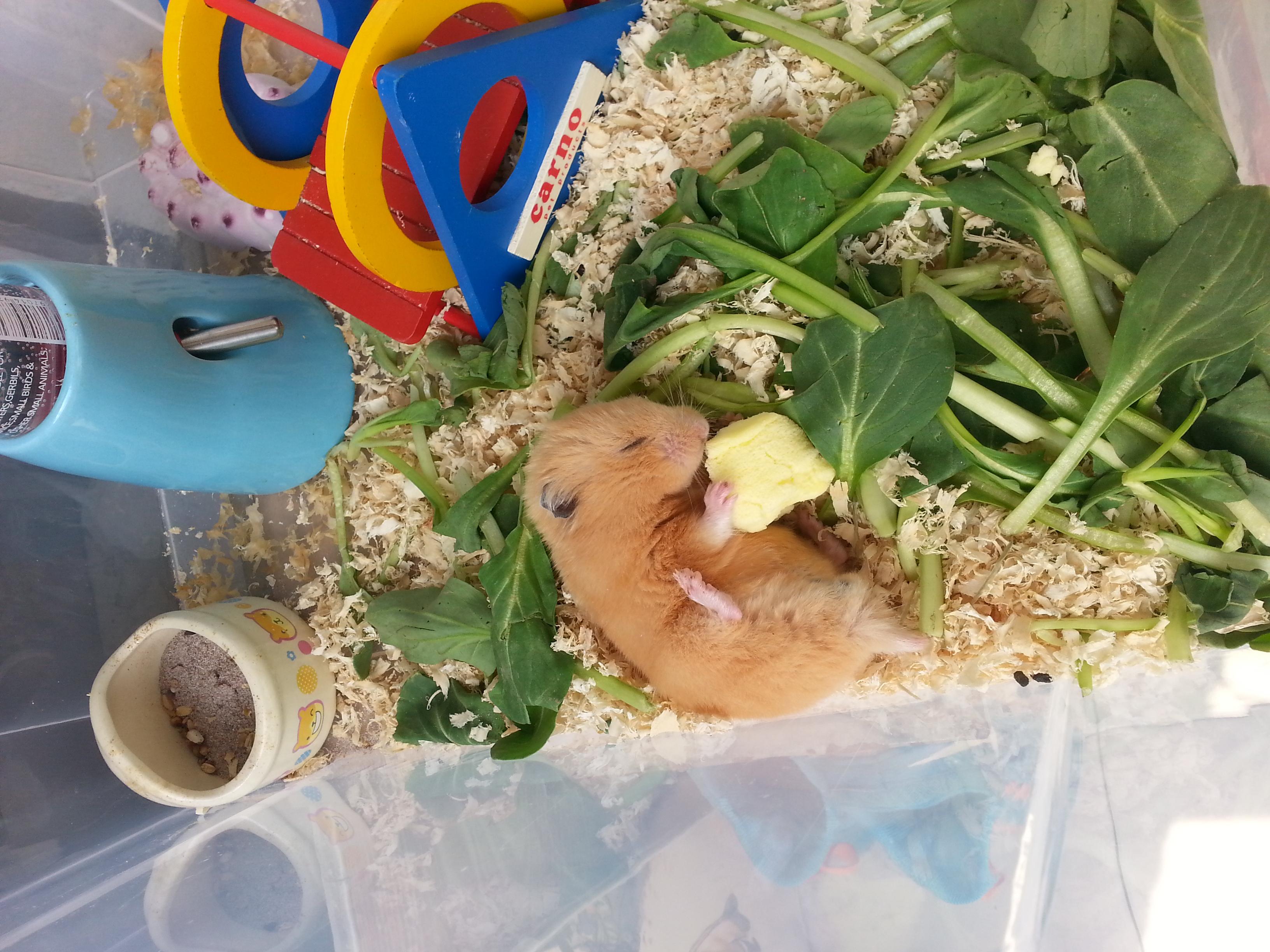 关于仓鼠养殖的问题