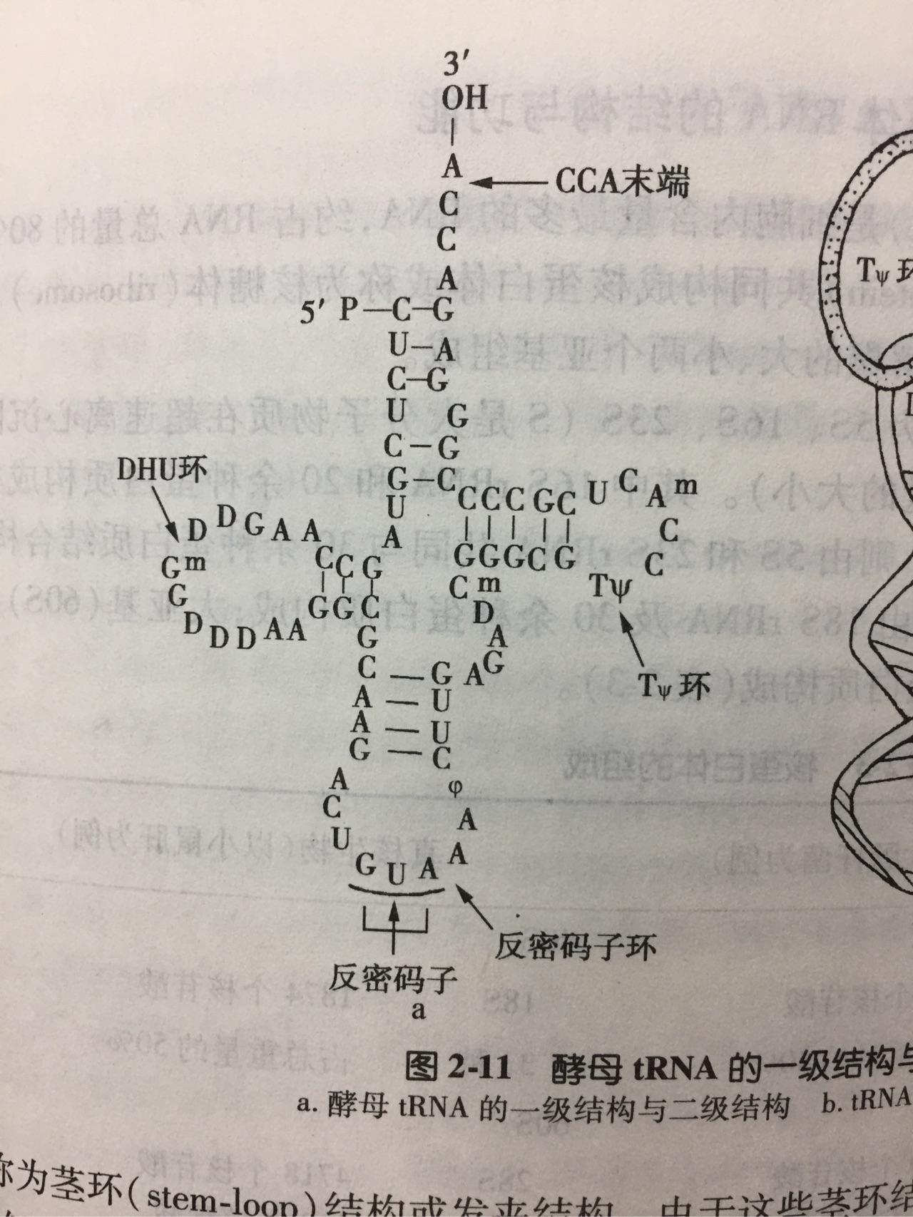 为什么 RNA 双链很稳定，但是生物体内 RNA 都是单链的呢？ - 知乎