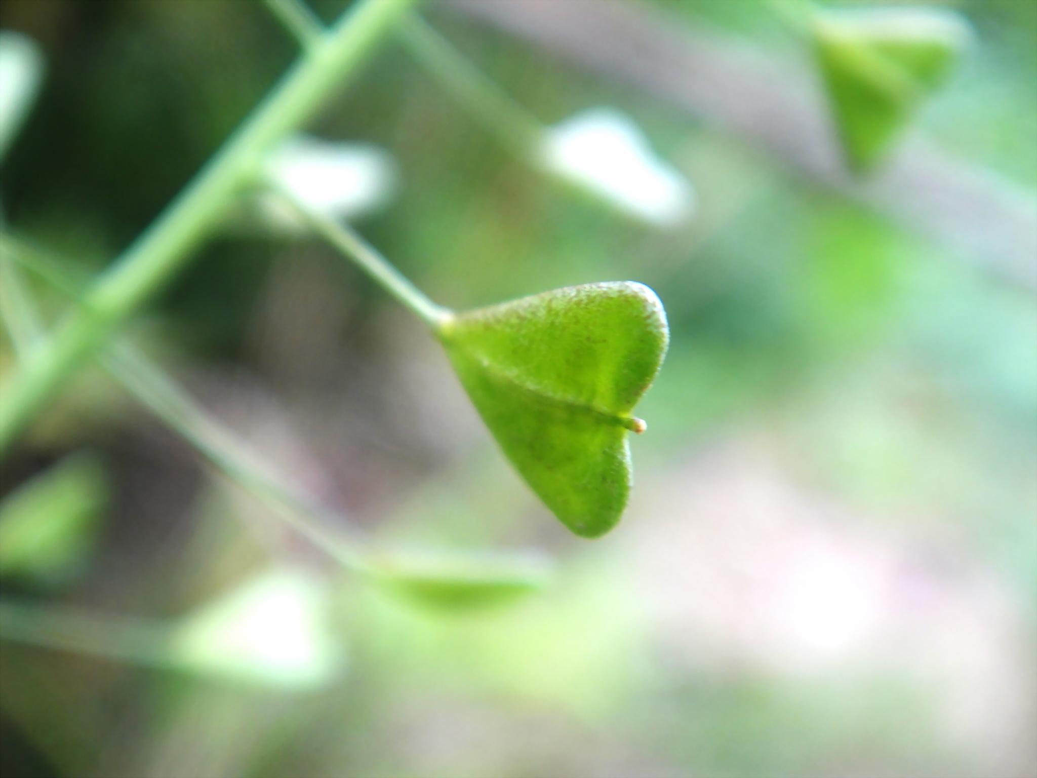 请问这叶子是心型的野花叫什麽