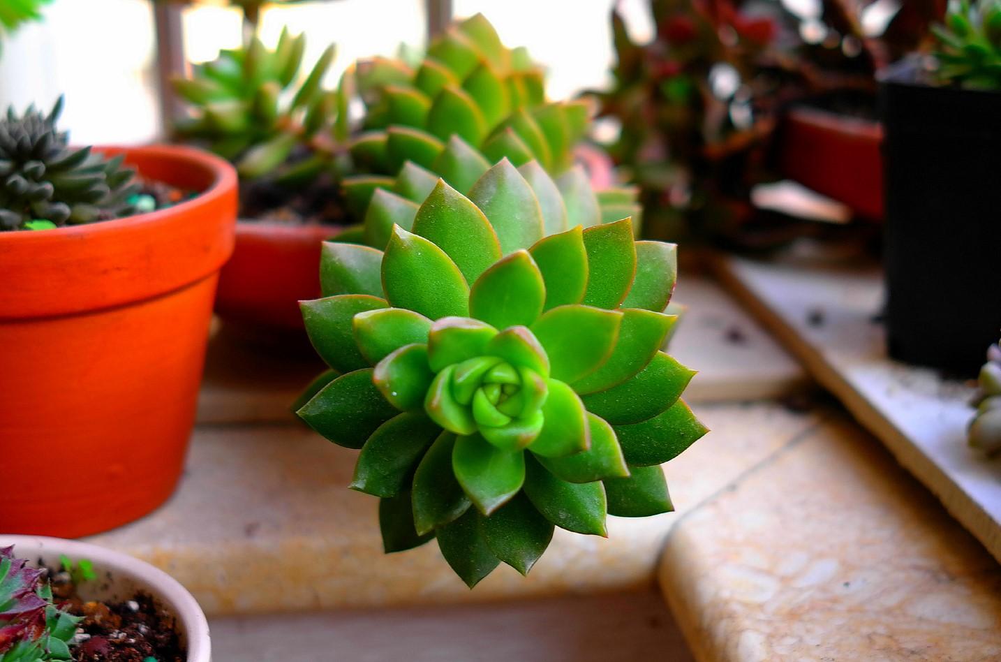 蓝石莲徒长了,桩很长,想要多头,从哪里砍头好?