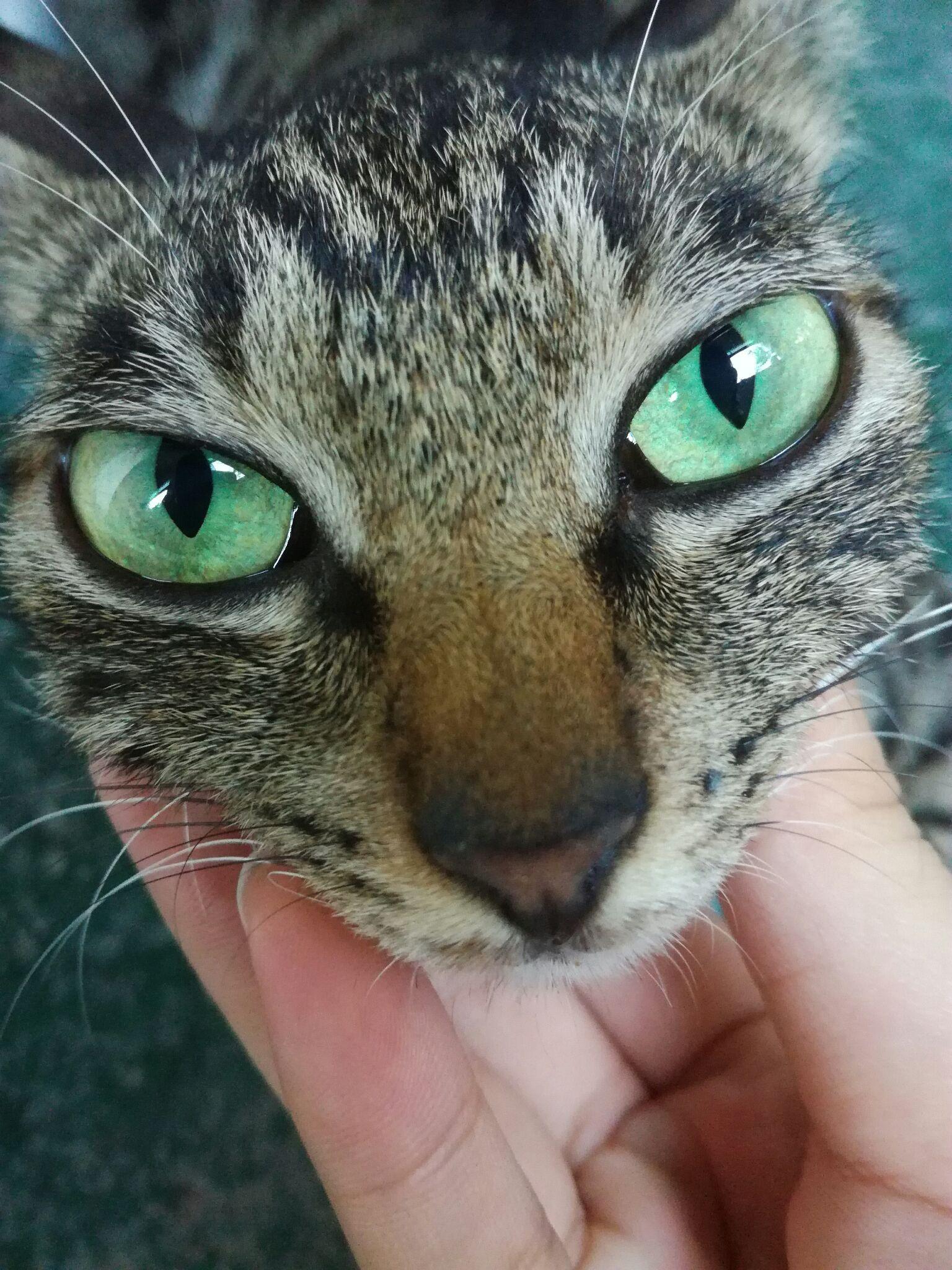 绿眼睛的猫咪是什么品种或者哪些品种的猫是绿色眼睛的