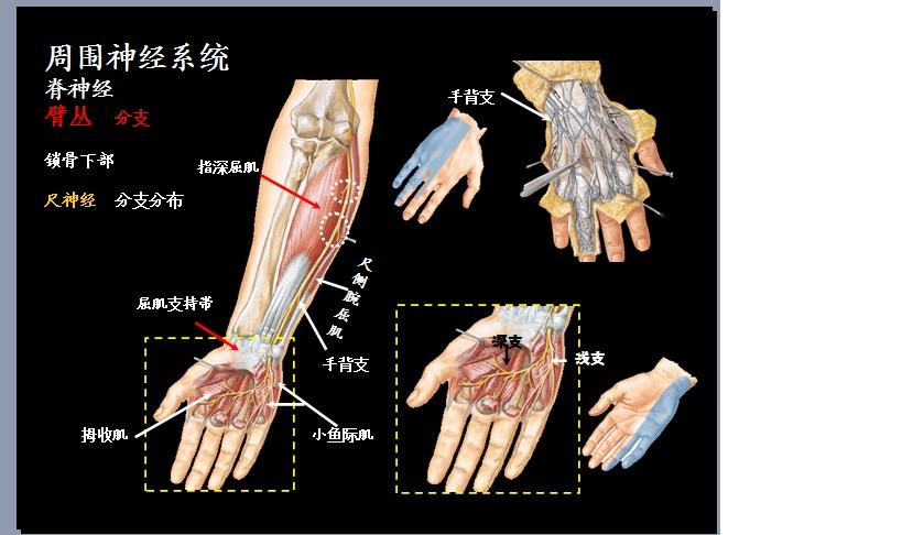 左手臂部位的名称图片图片