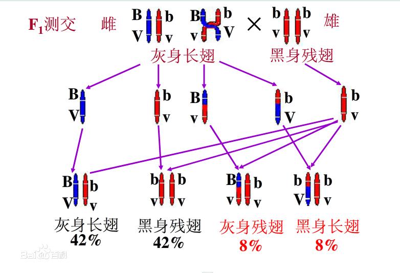 连锁互换图解图片