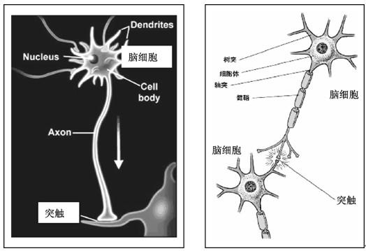 神经突触示意图图片