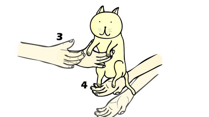 抱起猫的正确姿势是怎样? - 知乎