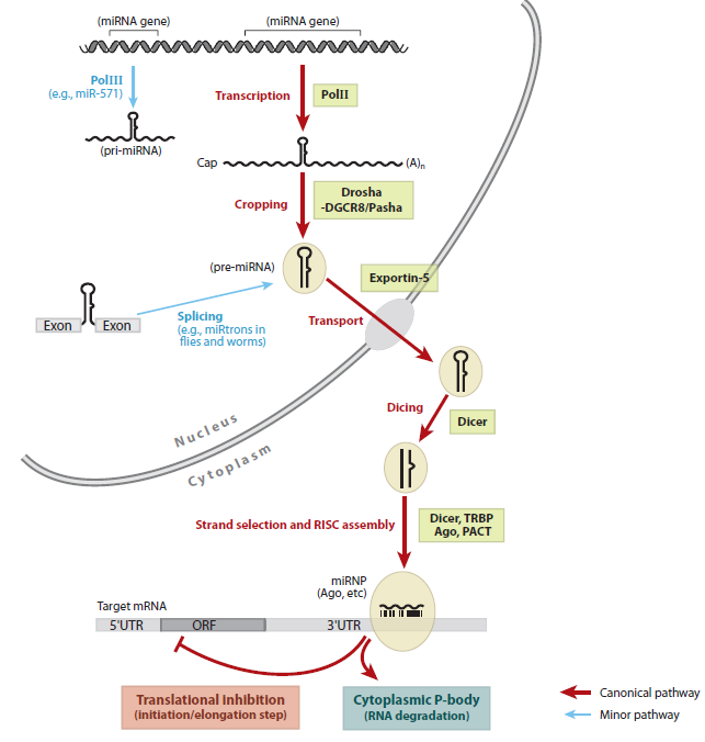 为什么 RNA 双链很稳定，但是生物体内 RNA 都是单链的呢？ - 知乎