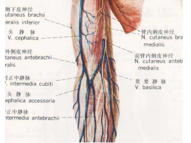 驗血時，護士抽血為什麽有時選擇手肘內側，有時選擇手臂外側？ - 知乎