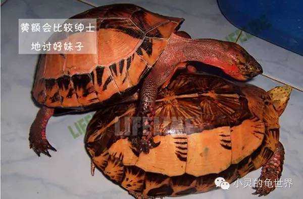 乌龟是如何交配的? - 知乎