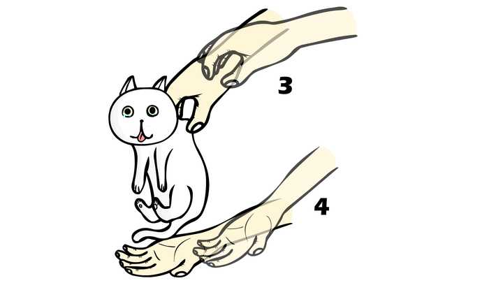 抱起猫的正确姿势是怎样? - 知乎