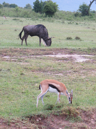 到非洲旅行带 8 岁小朋友同行有哪些需要注意的事项?
