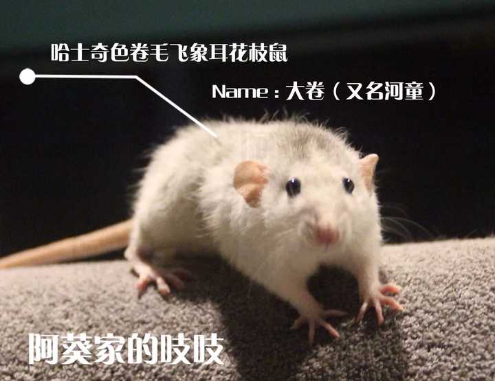 有养花枝鼠的吗?应该怎么养花枝鼠呢? - 知乎