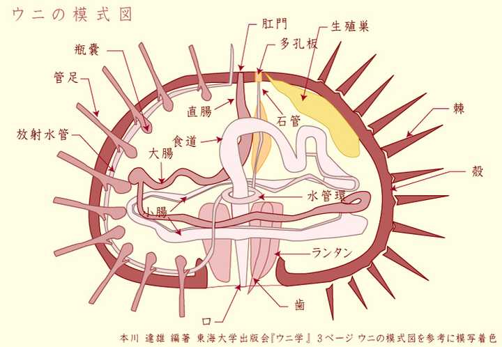 如何仅用目测分辨不同的海胆种类? - 知乎