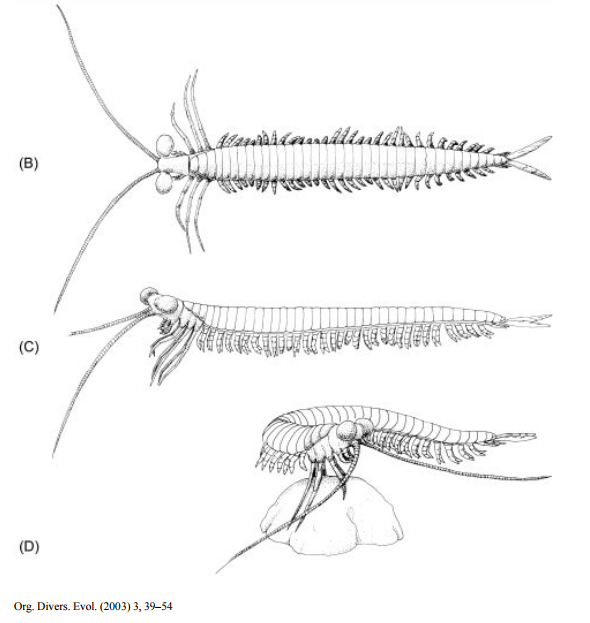 昆虫是从什么生物演变而来的？ 知乎 