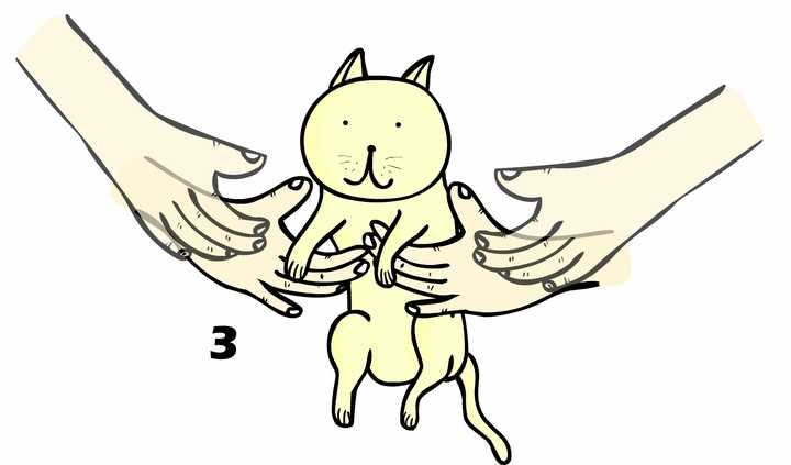 抱起猫的正确姿势是怎样? - 知乎