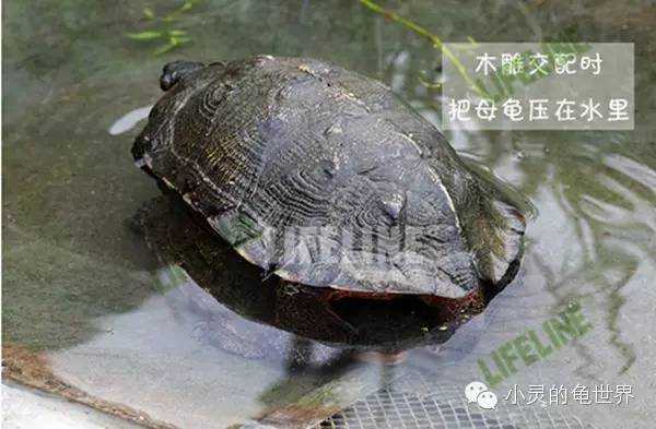 乌龟是如何交配的? - 知乎
