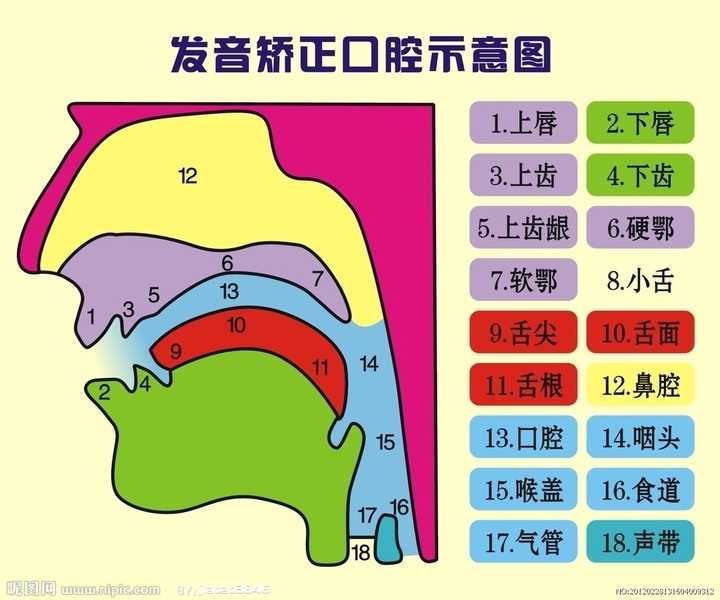 不分翘舌、平舌,有哪些练习平翘舌发音的方法可以推荐? - 知乎