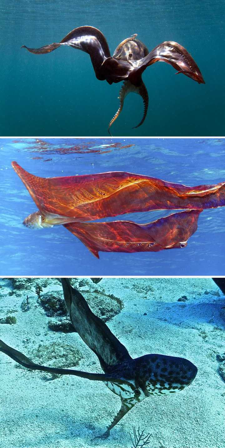 有哪些奇特的海洋生物? - 知乎