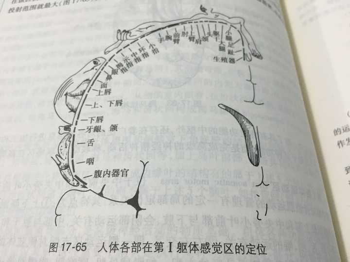 脑科学界著名的「感观侏儒(sensory homunculus)图」是如何得出的? - 知乎