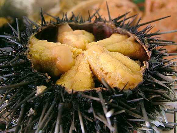 如何仅用目测分辨不同的海胆种类? - 知乎
