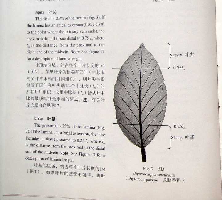 请问玫瑰复叶的基部是舌状还是有耳? - 知乎