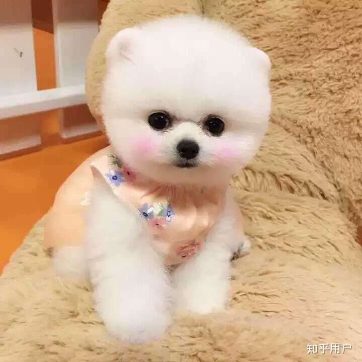 中国到底有没有肉狗繁殖场？ - 知乎