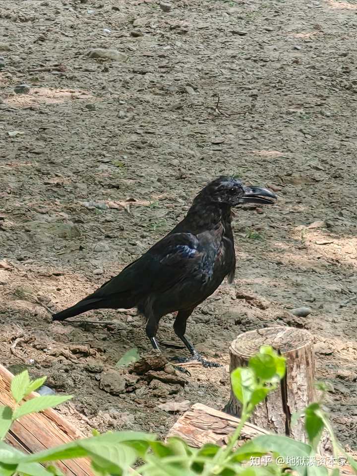 عن ناجز