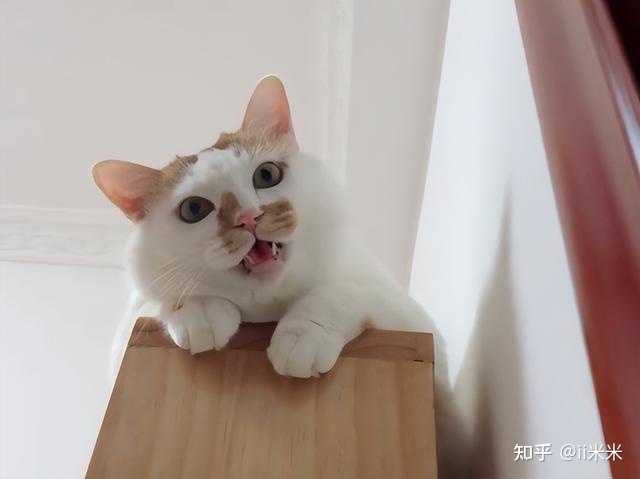思念主人的时候，猫咪会怎么做？ - 知乎