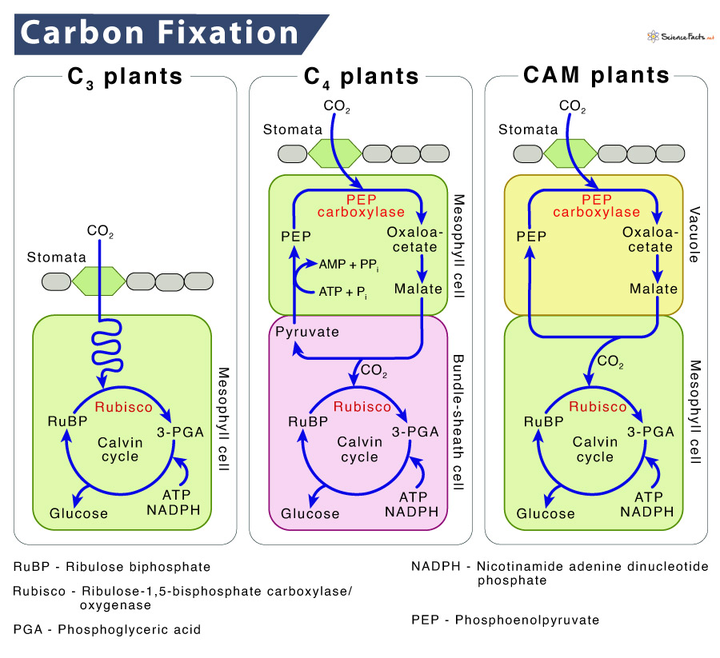 C3 CO2 C4 