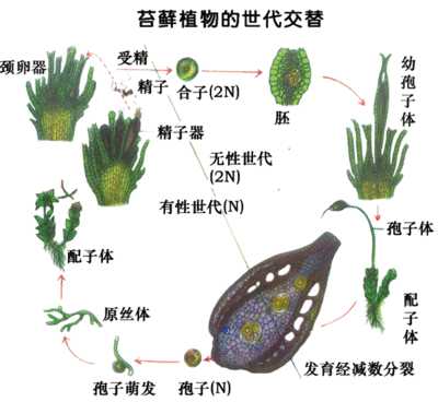 什么是植物的孢子繁殖？ - 知乎
