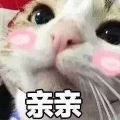 为什么大家都在说intp是猫？ - 知乎