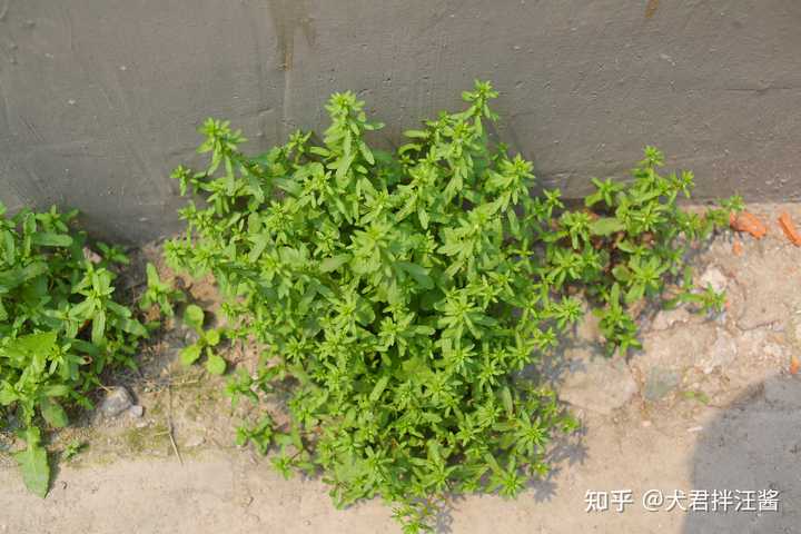 有哪些常见却叫不上名的植物? - 知乎