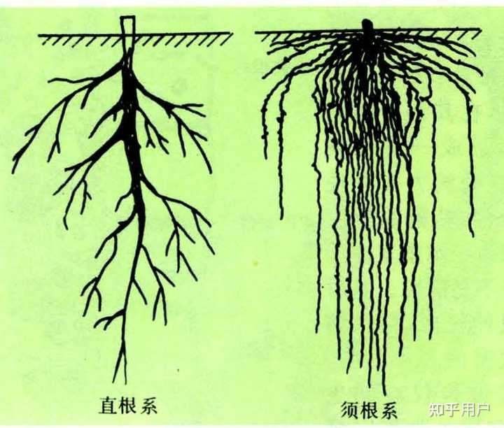 植物的根系是怎么从土壤中吸收养分的? - 知乎