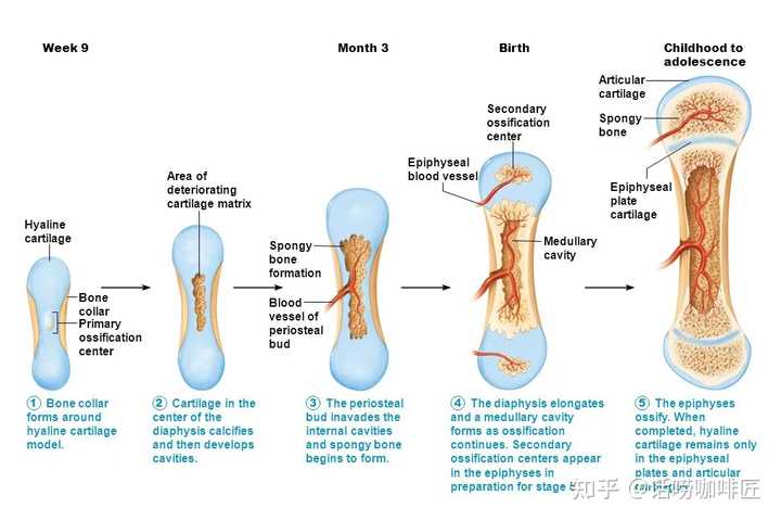 骨骺线闭合之后，还可以通过运动刺激软骨增殖吗？ - 知乎