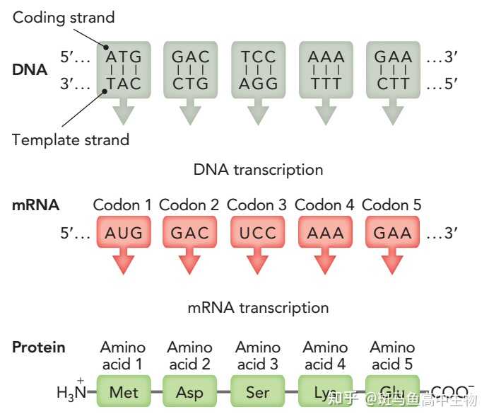 基因编码链是DNA还是RNA? - 知乎