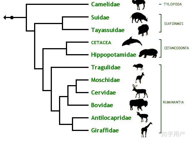 请问谁有类似的生物分类图？ - 知乎