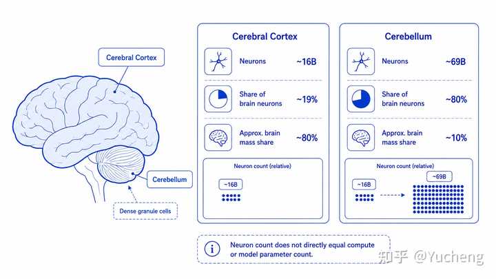 大脑(Cerebral)和小脑(Cerebellum)的神经元数量和体积
