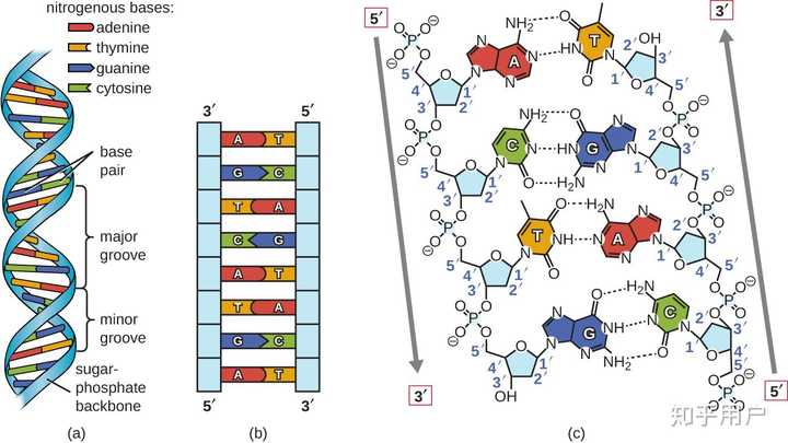 dna属于生物大分子基本骨架为什么不说是碳链而是磷脂和脱氧核糖交替排列? - 知乎