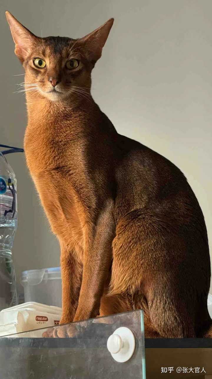 爱猫人士开猫舍是爱猫吗? - 知乎
