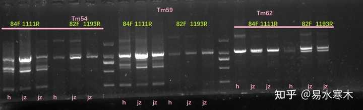 PCR扩增cDNA,条带弥散,求原因? - 知乎