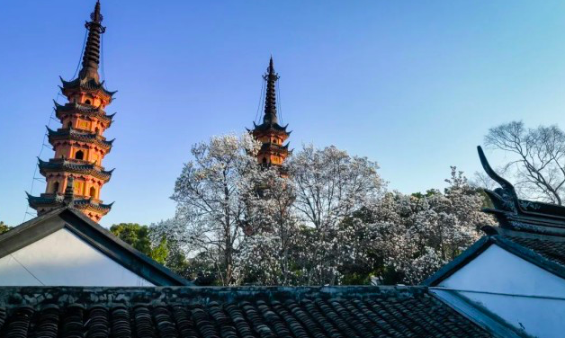 国内有哪些赏「玉兰花」的好去处? - 知乎