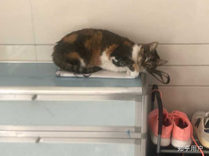 养雀猫(麻猫)是一种怎样的体验? - 知乎