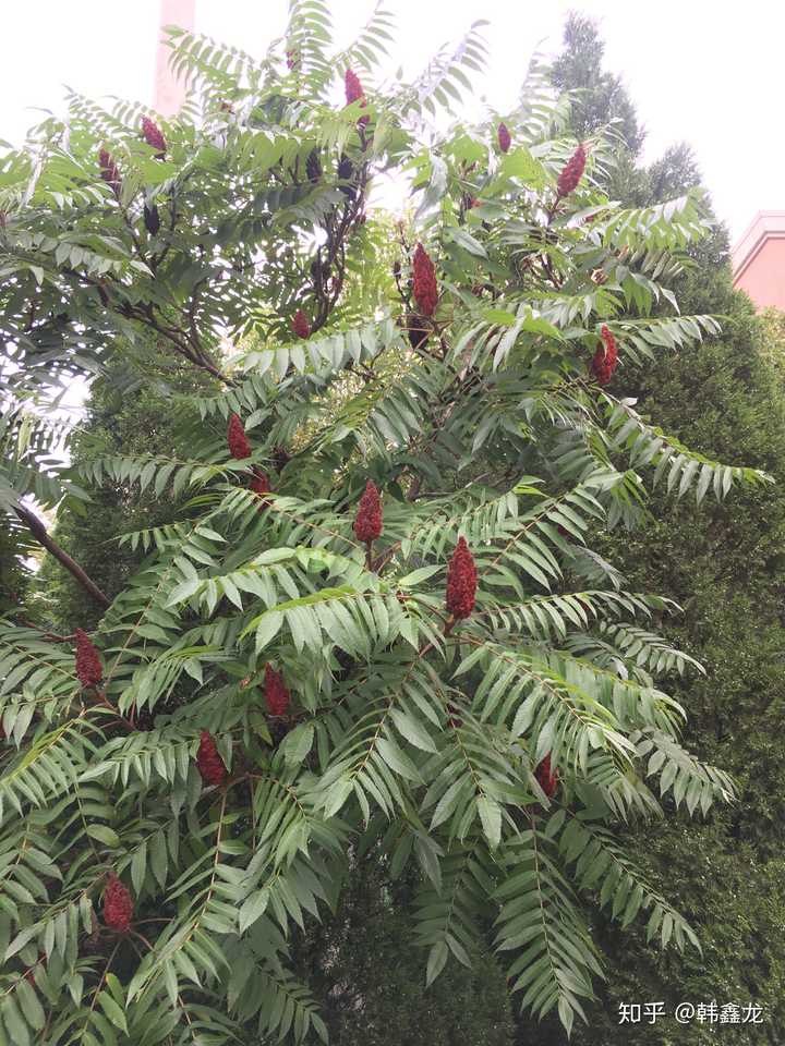 路边的这种植物叫什么呀，类似光滑漆树，有图片？ - 知乎