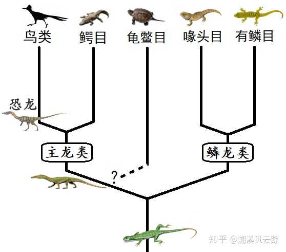 按照系统分类法,鸟类是兽脚亚目恐龙其中一支的后裔,整个鸟类是不是就等于是一个科了? - 知乎