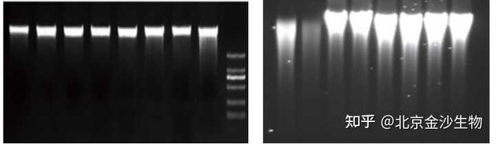 如何根据电泳条带分析提取 dna 的质量？ - 知乎