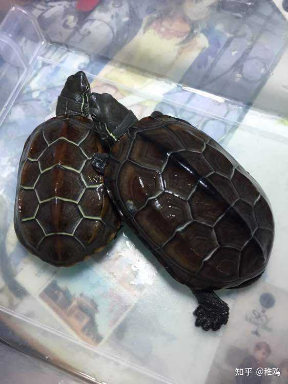 常见的宠物龟品种有哪些？ - 知乎