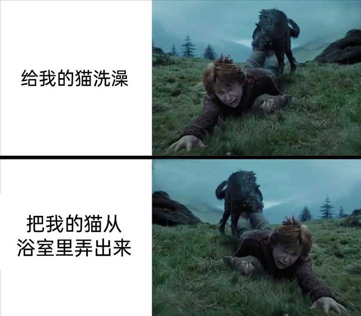 有没有那种一看就笑死的表情包或梗图? - 知乎