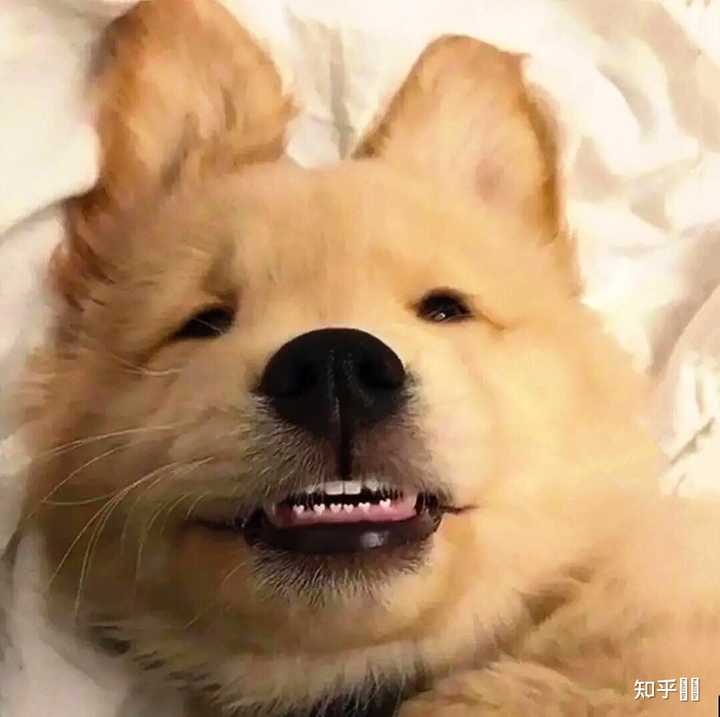 有没有一些憨憨而又不失可爱的头像嘛? - 知乎