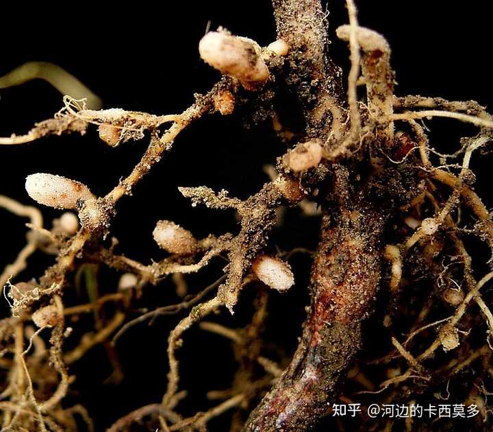 大豆与根瘤菌有什么关系? - 知乎